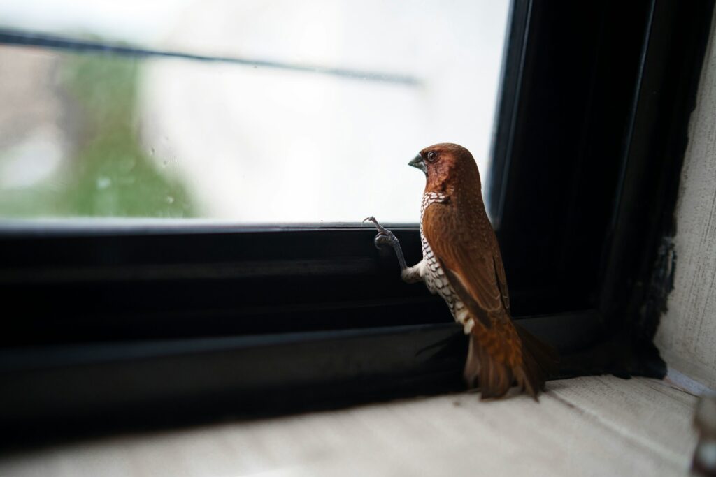Bird Safety Window Film