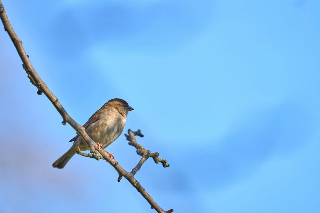 bird safety window film